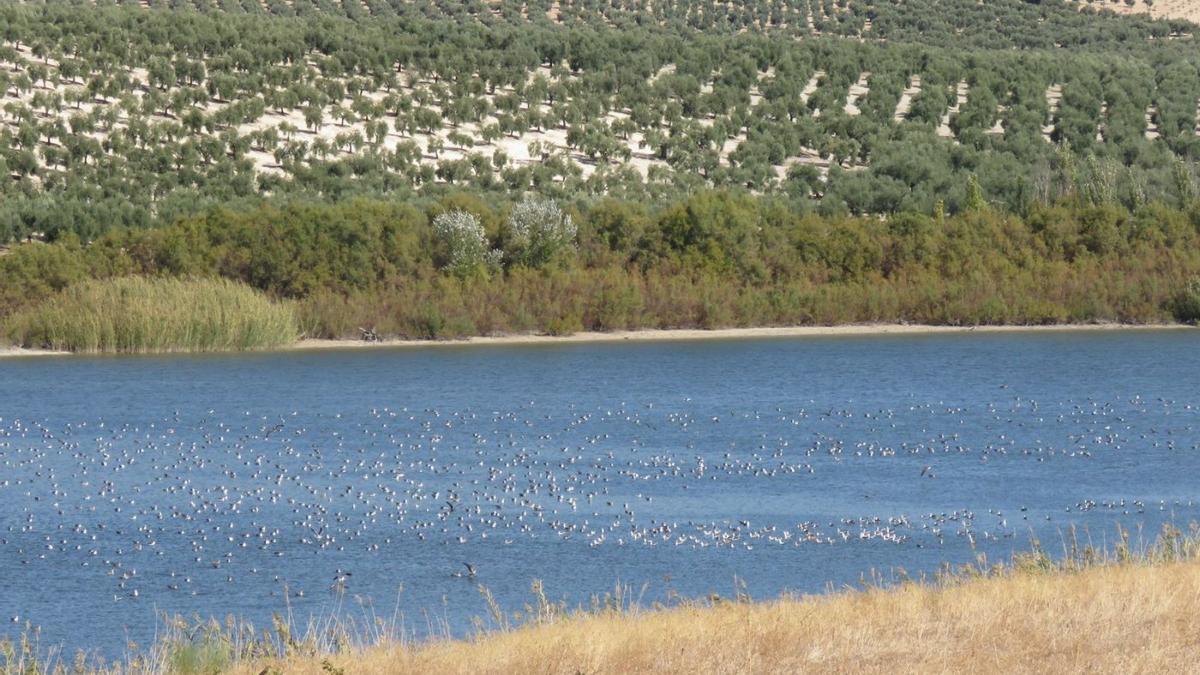 Concentración invernal de gaviotas en la laguna de Zóñar, en Aguilar de la Frontera.