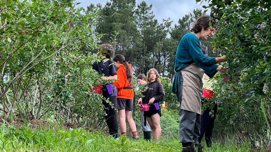 Alumnos de una escuela Montesori de Compostela, ayer, recogiendo arándanos en esta finca de la parroquia de Ribeira.