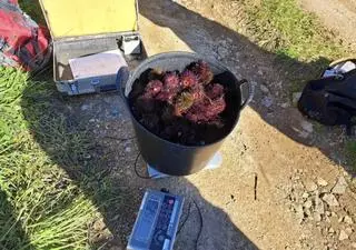 Atrapan a dos furtivos con gran cantidad de oricios extraídos ilegalmente en Colunga