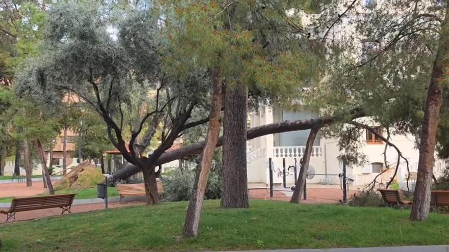 Un pino cae en el Jardín de la Música de Elda y daña otro en pleno estudio sobre la estabilidad de la pinada
