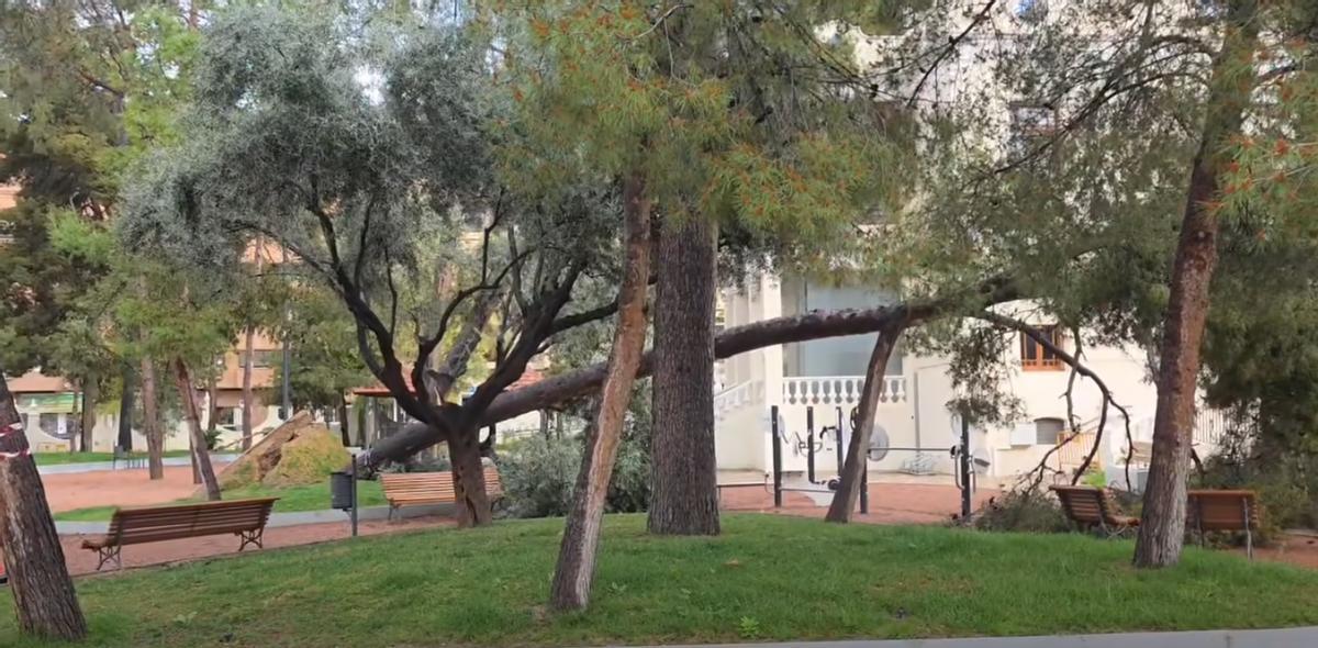 Así ha quedado el ejemplar que se ha caído en el Jardín de la Música de Elda y que ha dañado a otro.