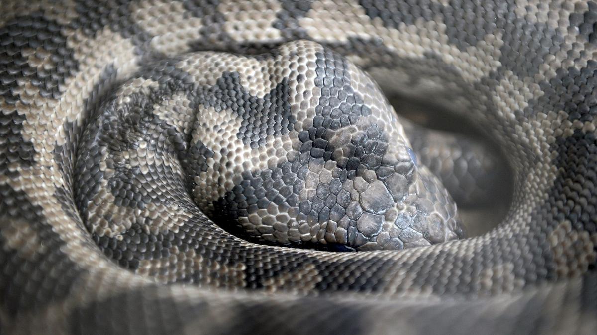 Un estudio pionero revela que las serpientes tienen clítoris.
