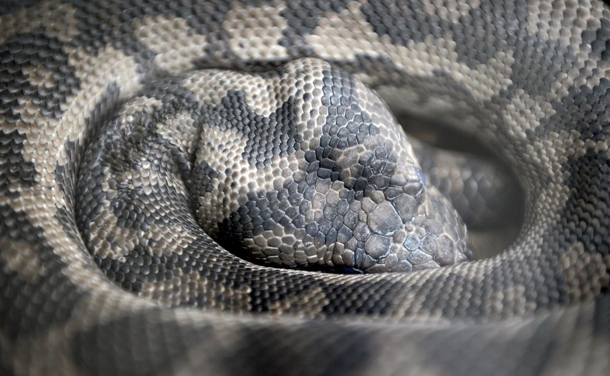 Un estudio pionero revela que las serpientes tienen clítoris.