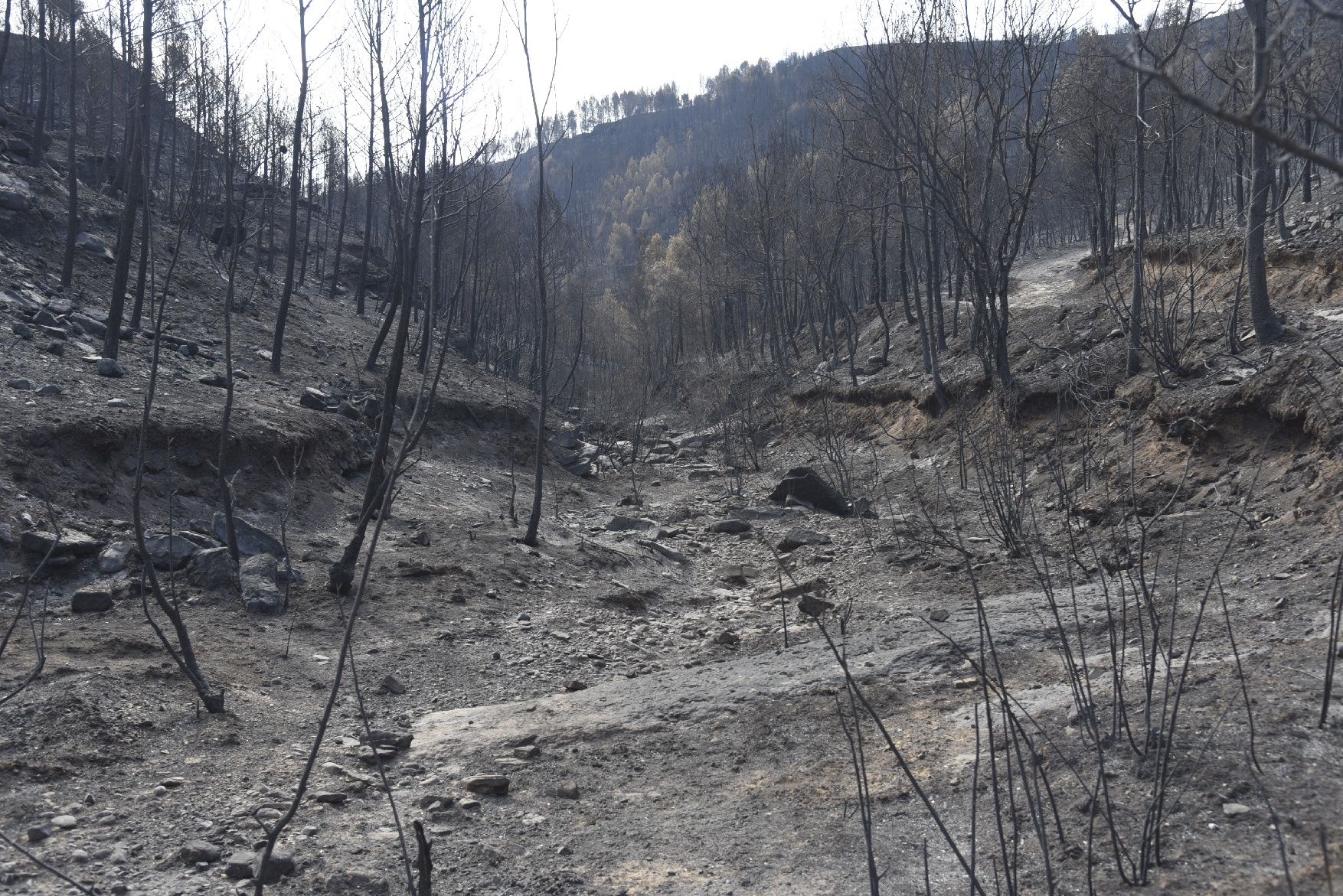 Així ha afectat el foc les tines de la Vall del Flequer