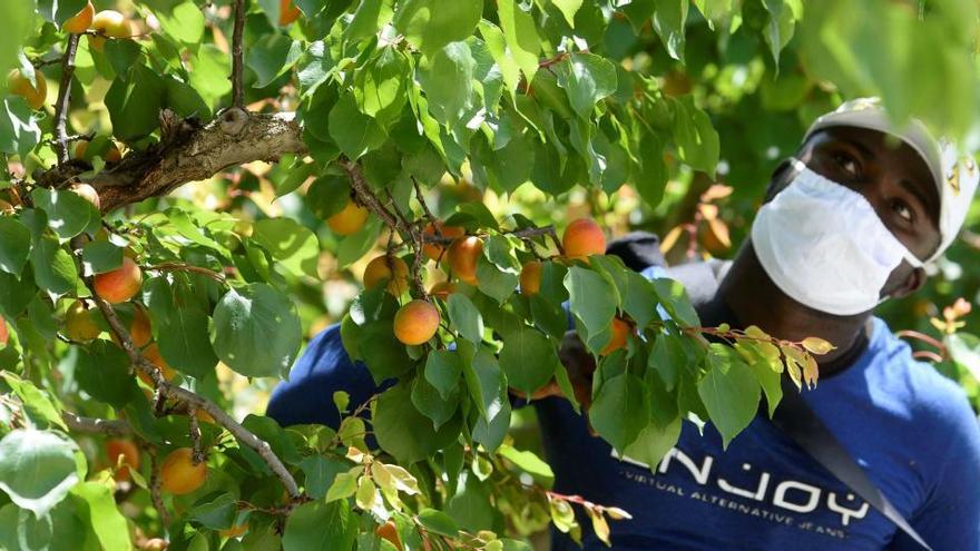 Un trabajador en un campo de fruta de Murcia.