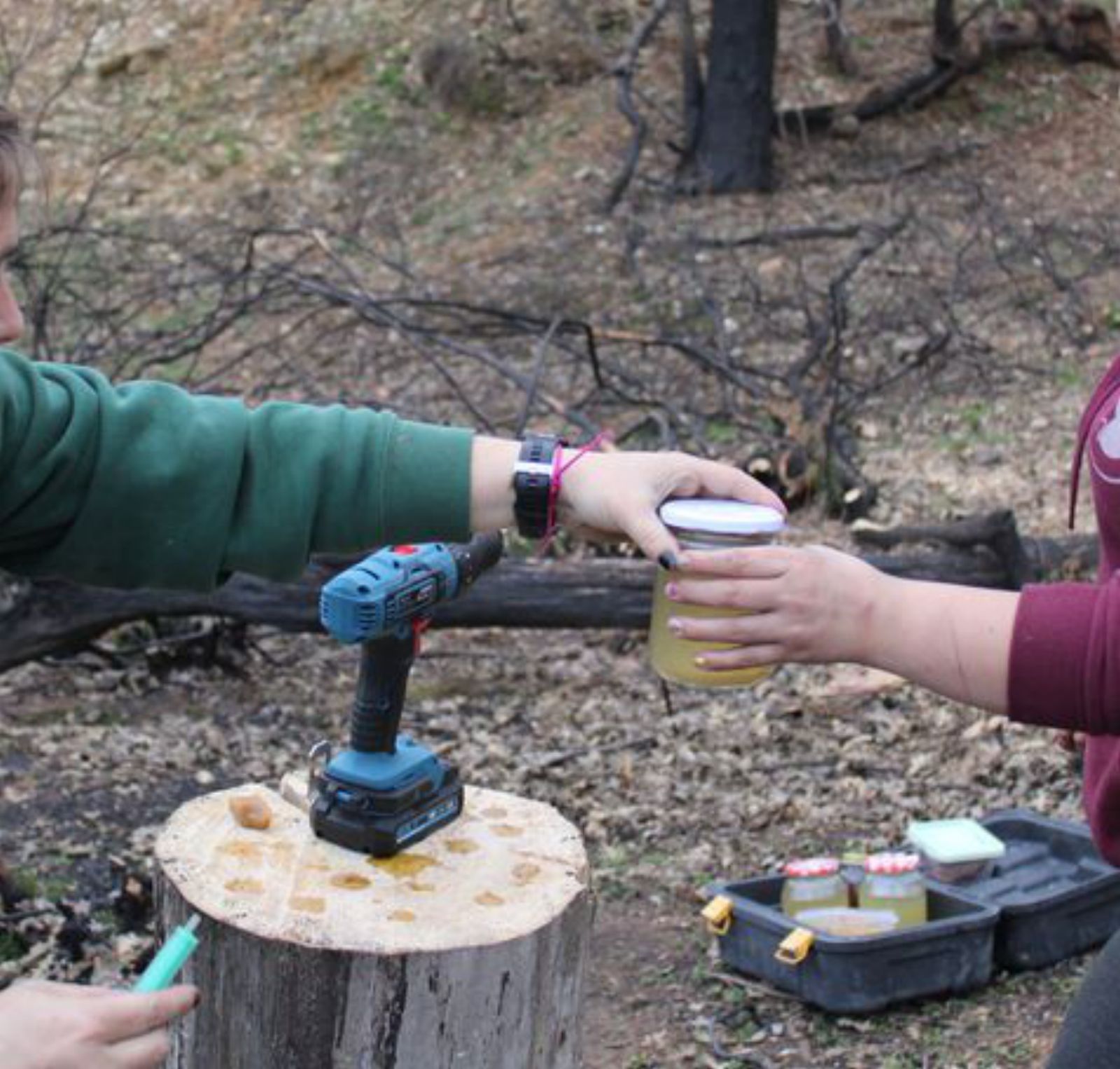 Una siembra de &quot;ostras&quot; abre la inoculación de hongos en la Sierra de la Culebra 