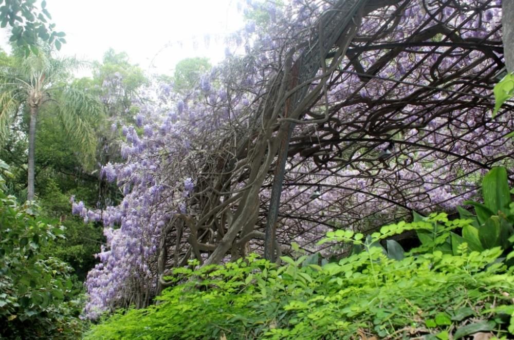 Floración en el Jardín de La Concepción.