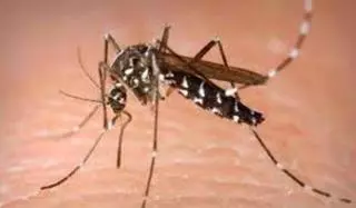 El mosquito tigre aumenta la posibilidad de una transmisión de enfermedades tropicales en Balears