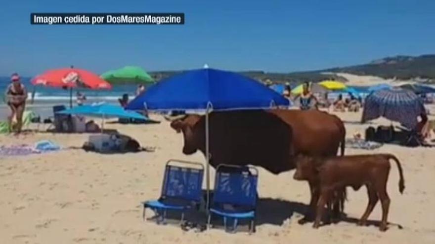 Una vaca y su ternero se refugian del calor en una playa de Cádiz