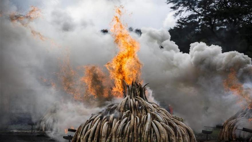 Kenia declara la guerra a los furtivos con la quema de 105 toneladas de marfil