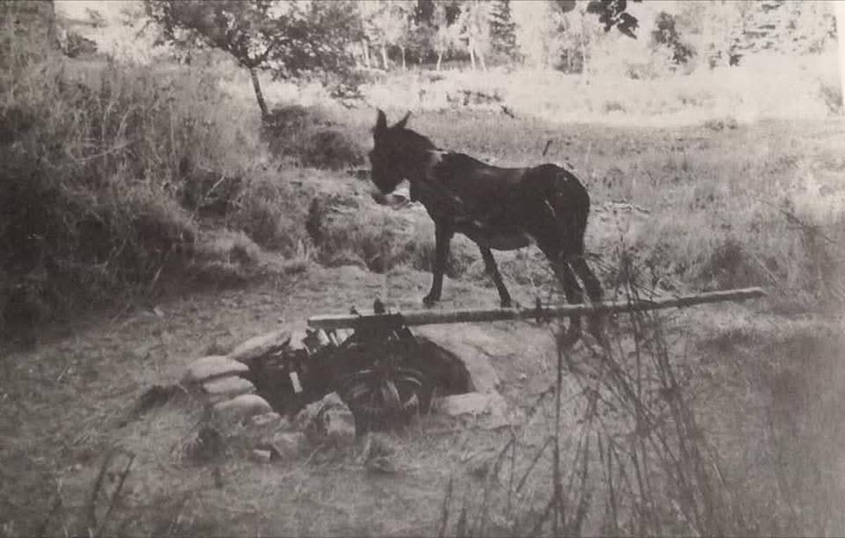 Burro tirando de la noria de Riofrío