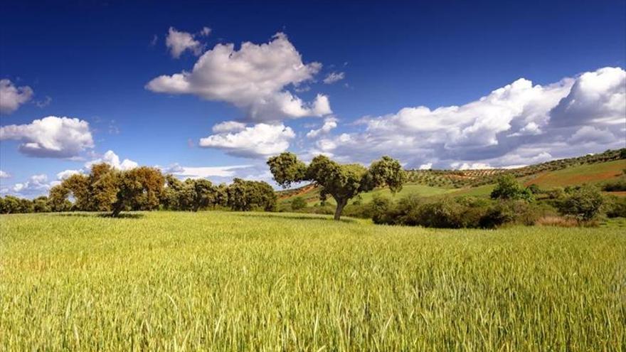 Dehesa a cambio de emisiones