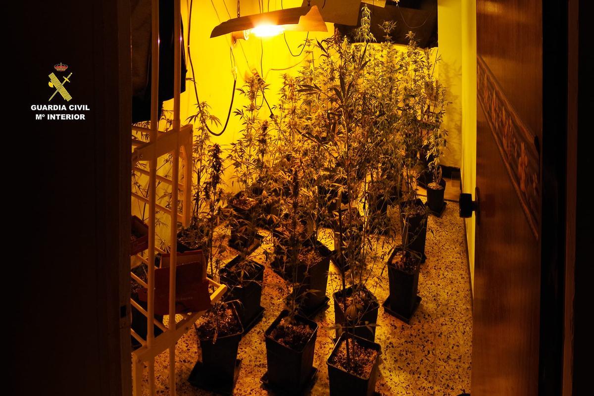 Detenido en Carballo al desmantelar la Guardia Civil un punto de venta de drogas con más de 30 plantas de marihuana.