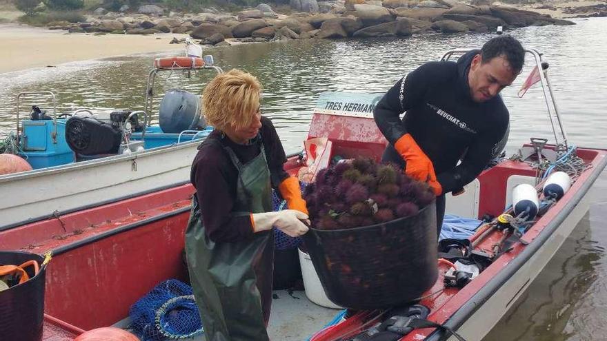 La descarga del equinodermo en el puerto de Pedras Negras. // FdV