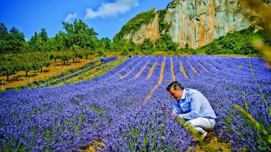 El perfumista en los campos de Lavanda de Drôme.