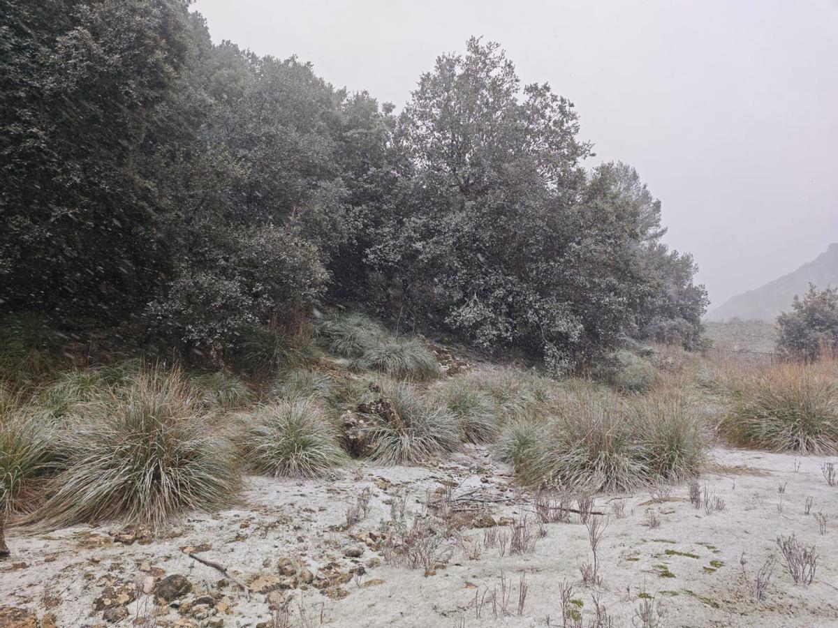 FOTOS | Nieve en la finca de Son Torrella, en la Serra.