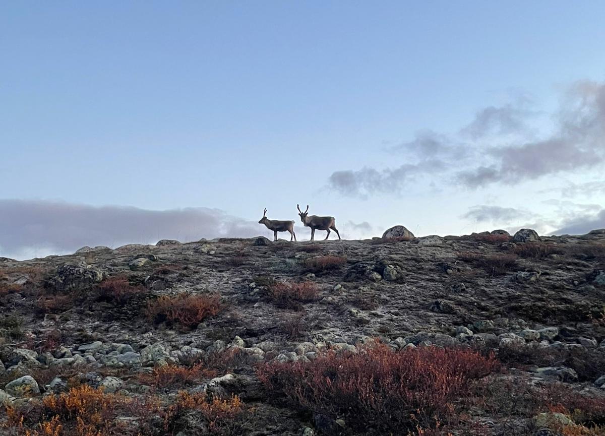 Dos renos salvajes, en Finlandia.
