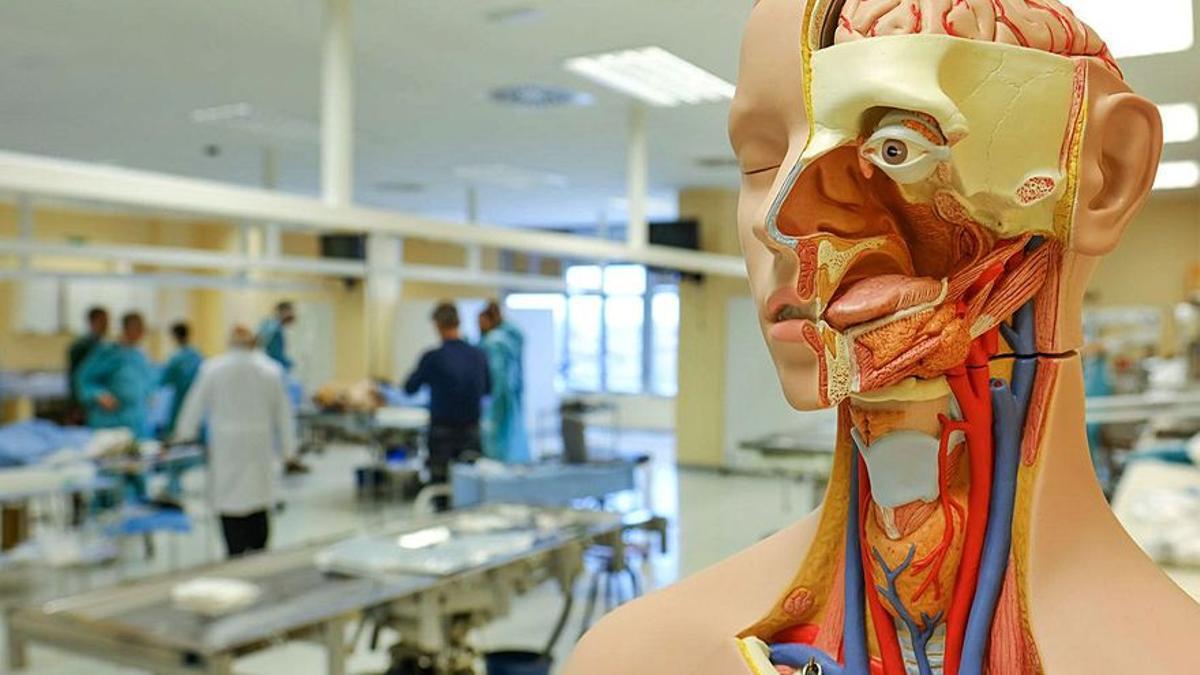 El 76% de los estudiantes de Medicina de la UMH muestra ansiedad o depresión