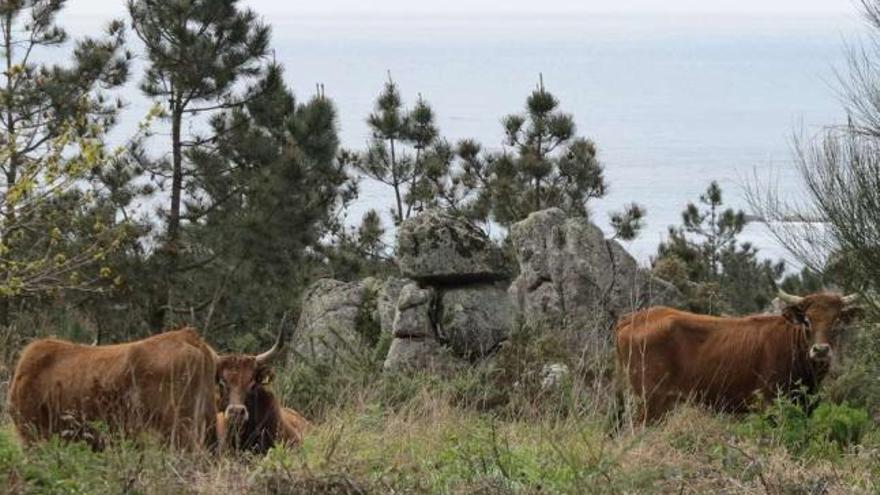 Algunos de los animales que la comunidad de montes tienen en la finca de Con da Hedra.  // Muñiz