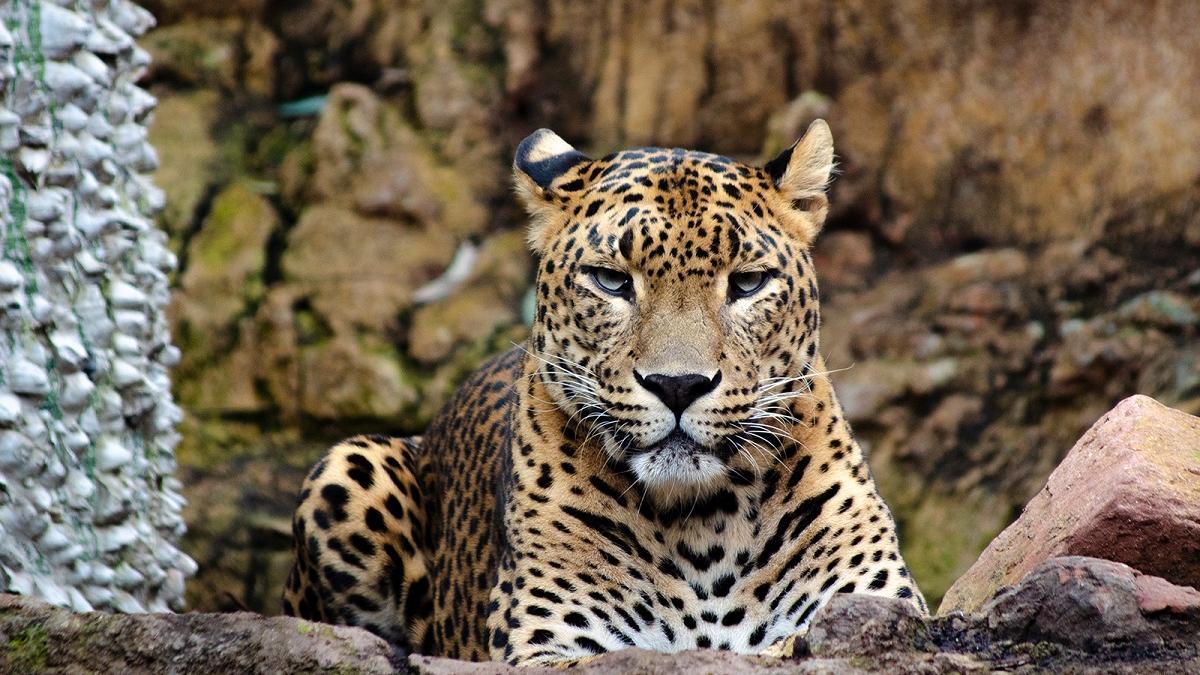 Leopardo de Sri Lanka en Bioparc Fuengirola
