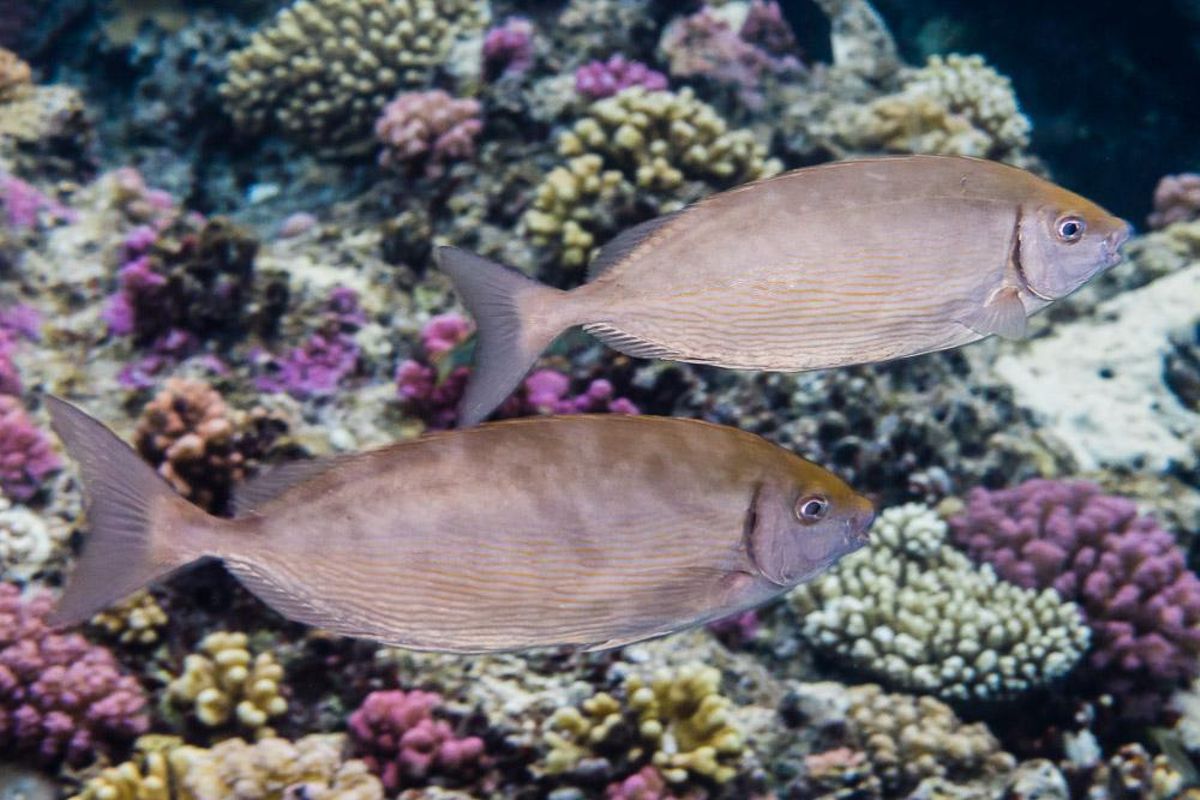 El pez conejo, otra especie invasora en el Mediterráneo