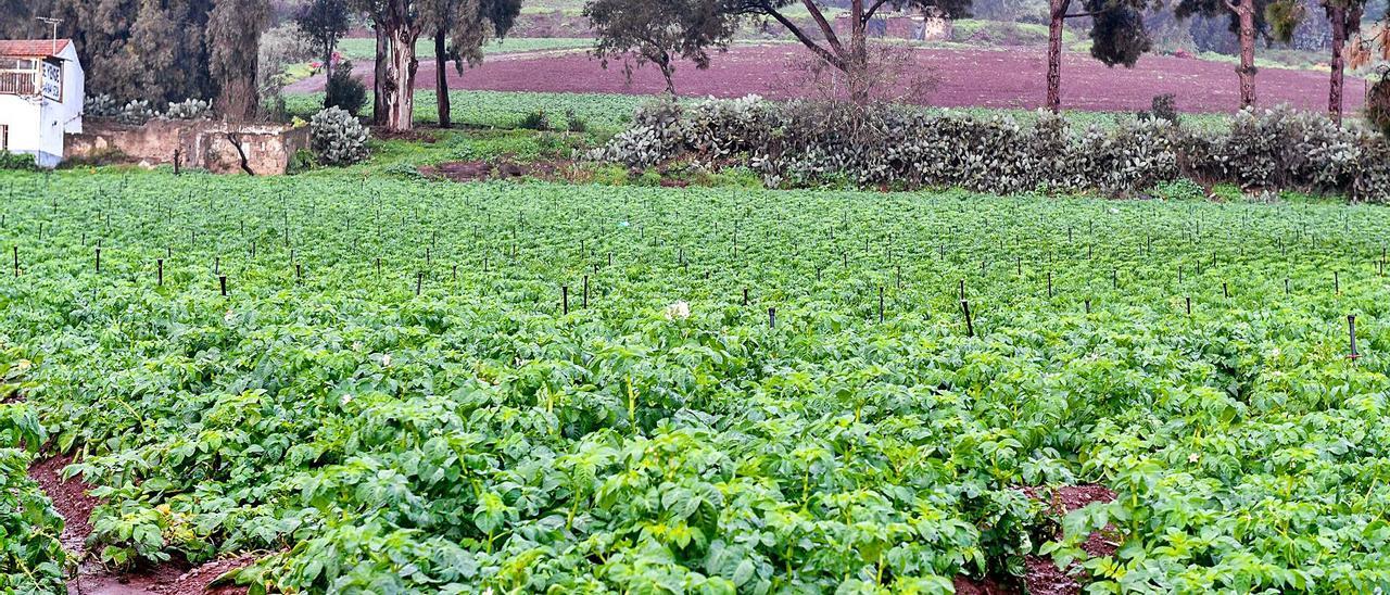 Papas nacidas con lluvia bajo el surco