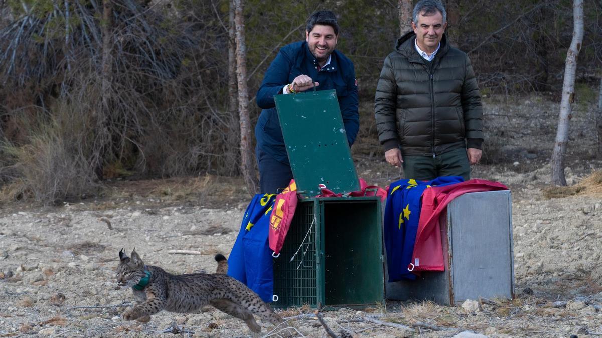 Una de las sueltas de lince ibérico realizadas en la Región en 2023. El ejemplar es Tahúlla, una hembra que este año ha dado luz a tres cachorros.