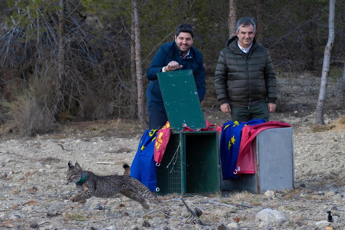 Una de las sueltas de lince ibérico realizadas en la Región en 2023. El ejemplar es Tahúlla, una hembra que este año ha dado luz a tres cachorros.