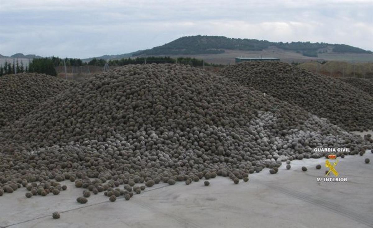 Robos masivos de piñas y dos plagas acorralan el sector del piñón