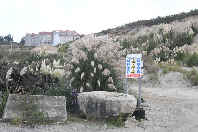 La floración desvela la invasión del plumacho