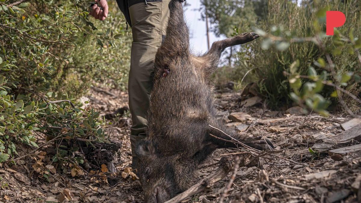 Collserola cierra por la peste porcina