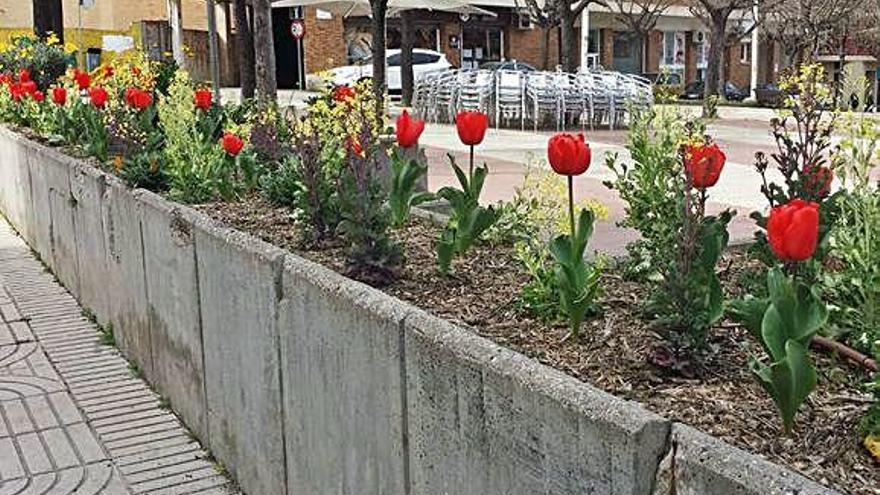 Flors al barri de la Plaça Catalunya de Manresa