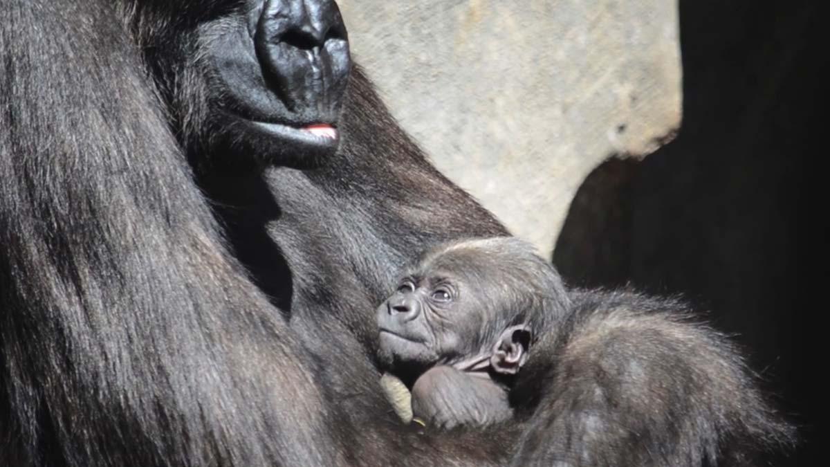 El bebé gorila del Bioparc de Valencia se llama Félix en honor a Félix Rodríguez de la Fuente