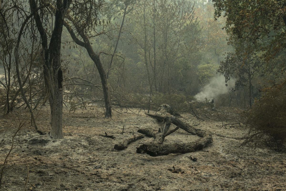 Superficie calcinada como consecuencia del incendio forestal en Carballeda de Avia (Ourense), este sábado