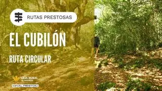 Un bosque con árboles milenarios en un monte cántabro de origen celta: descubre la belleza natural de la ruta circular del Cubilón