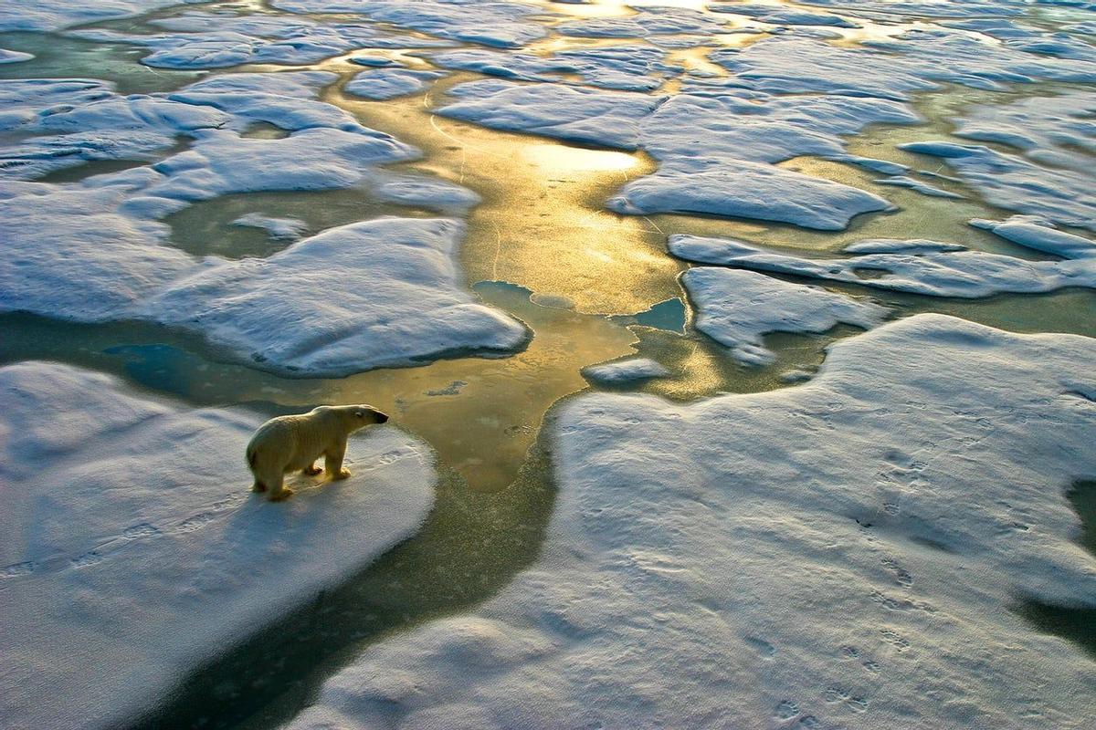 Oso polar, Cambio climático