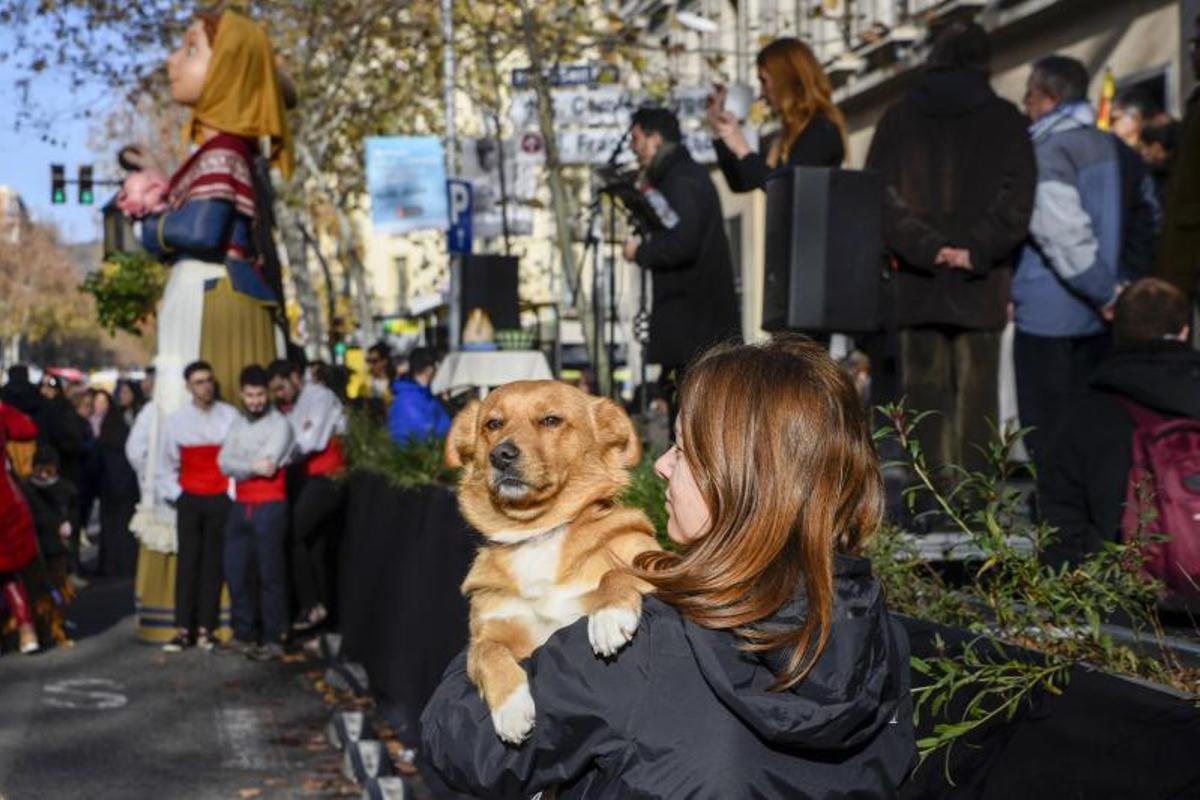 Bendición de animales en Els tres tombs