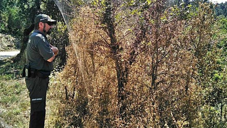 Un agent rural fent seguiment sobre el terreny de la plaga que afecta els boixos