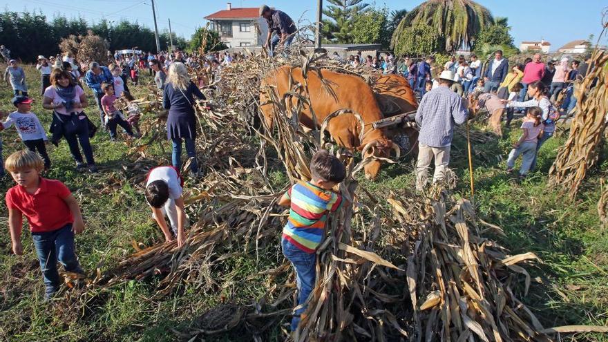 Matamá celebra el otoño: magosto y recogida del maíz