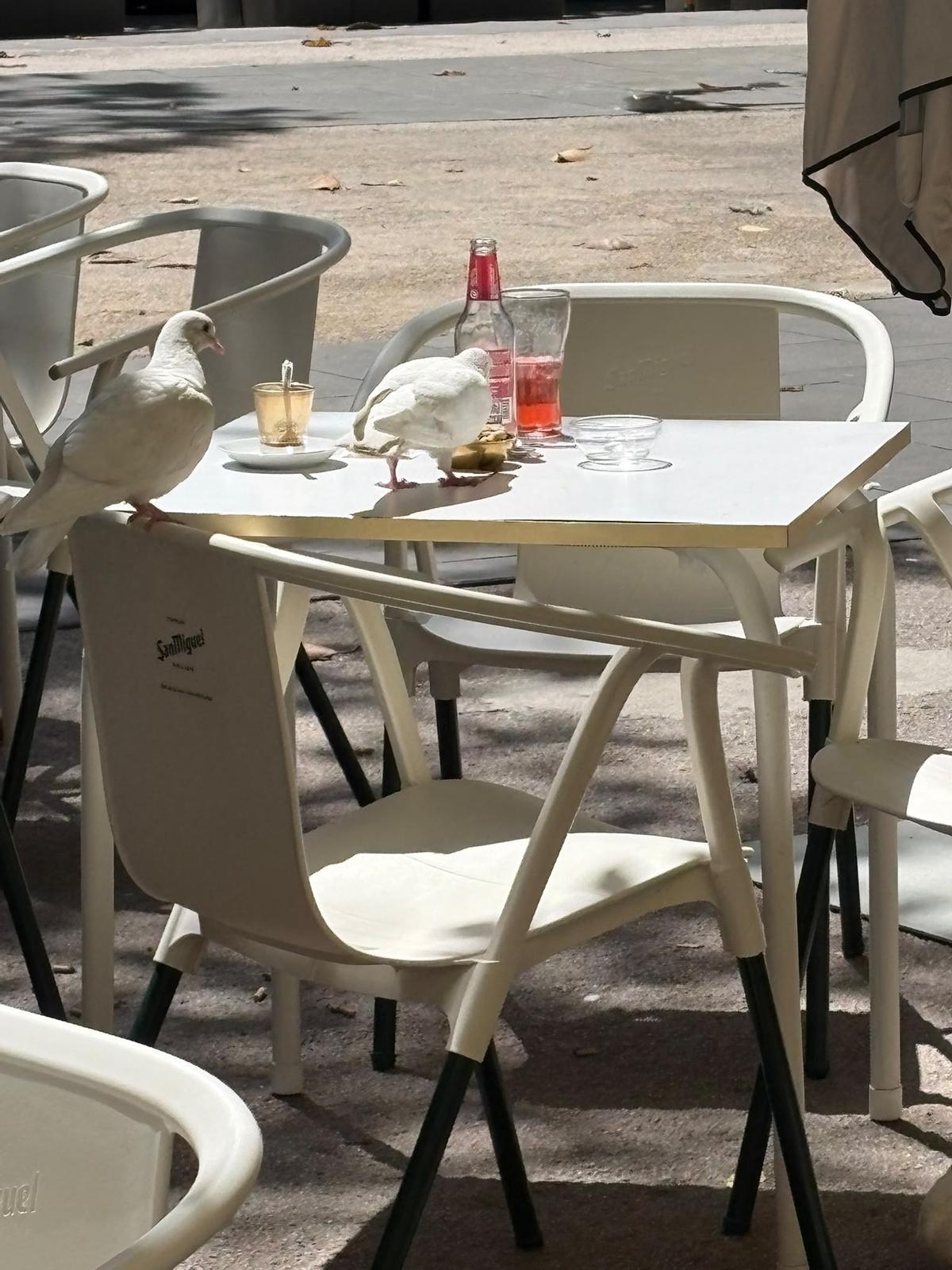Palomas posadas en una de las mesas de la cafetería.