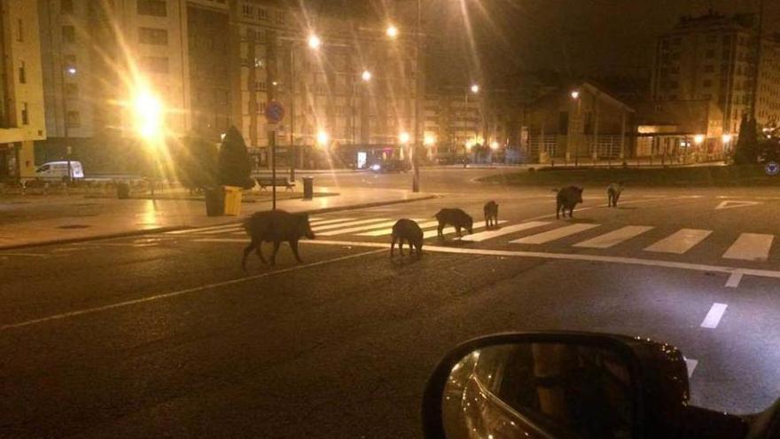 Vuelven los jabalíes a las calles, y con refuerzos