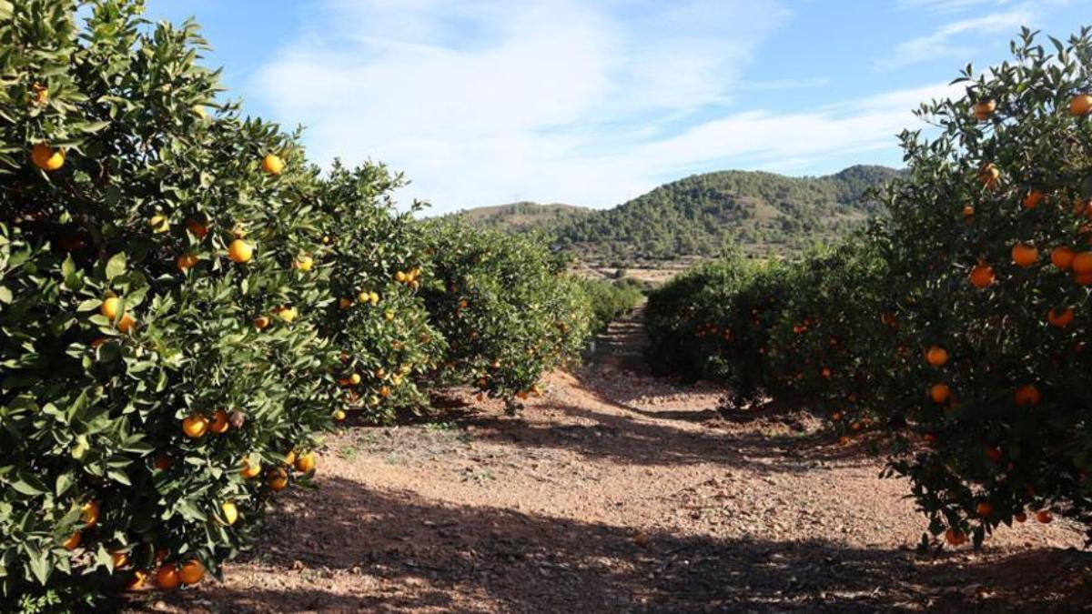 Campo de naranjas, cítricos con sello valenciano y europeo.