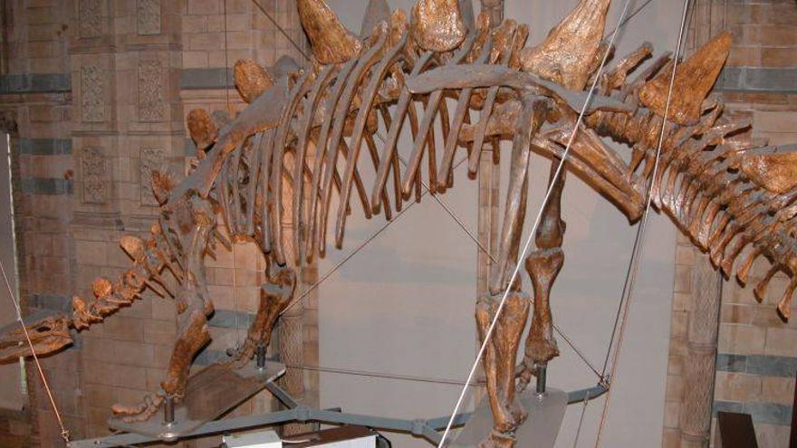 El estegosaurio pisó España hace &#039;solo&#039; 140 millones de años