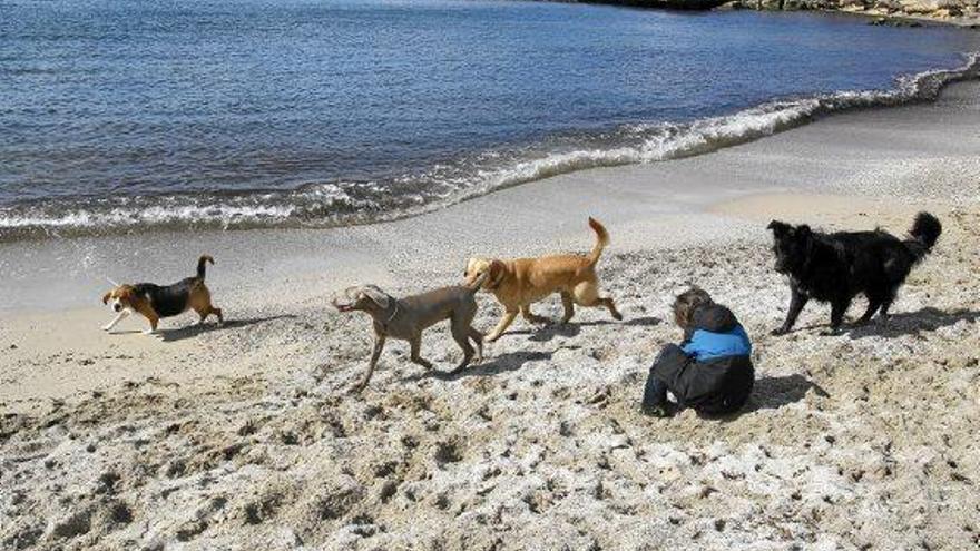 Palma lässt Hundebesitzer mit ihren Tieren nur auf den Carnatge-Strand.