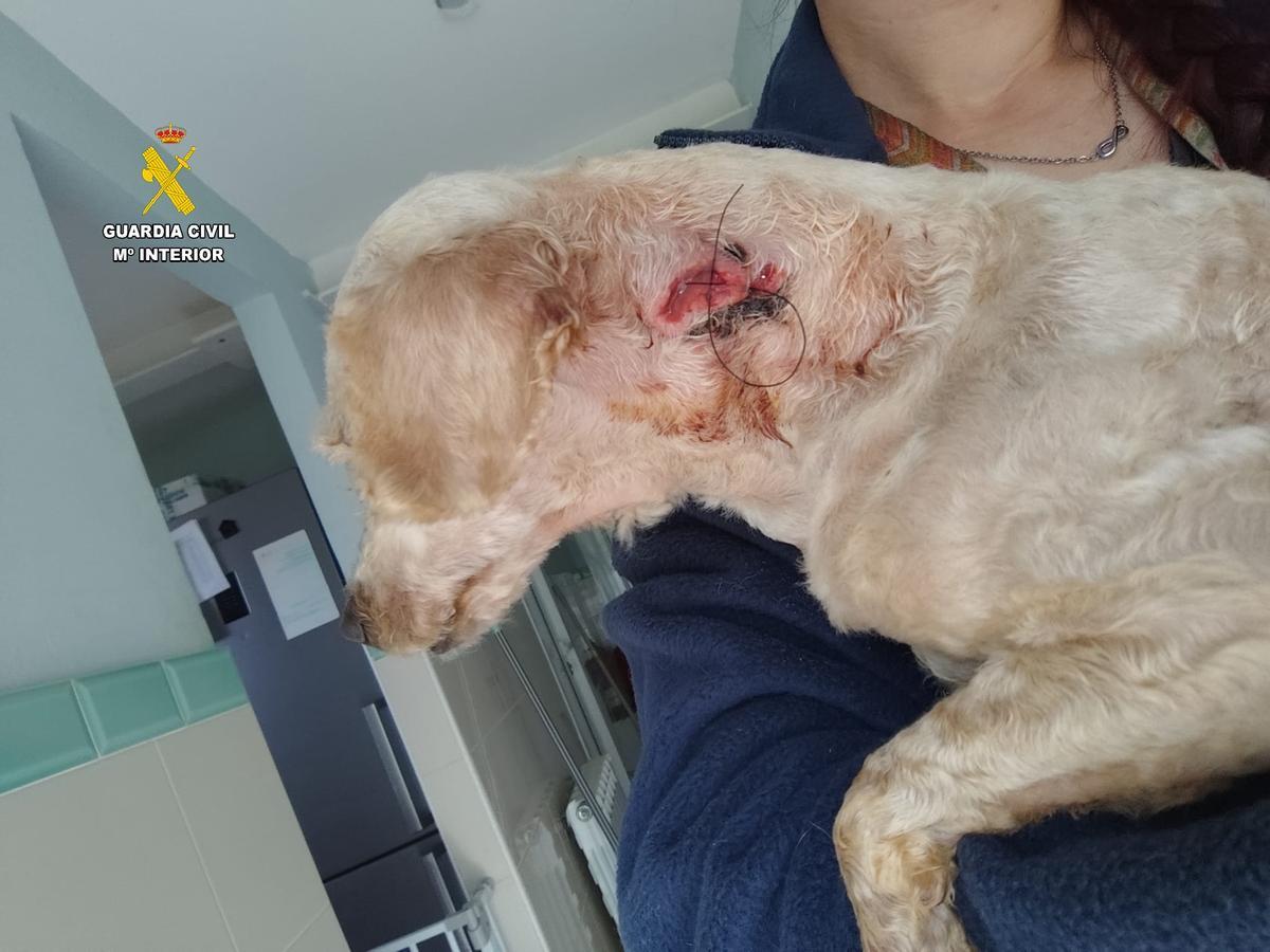 Uno de los perros con lesiones.