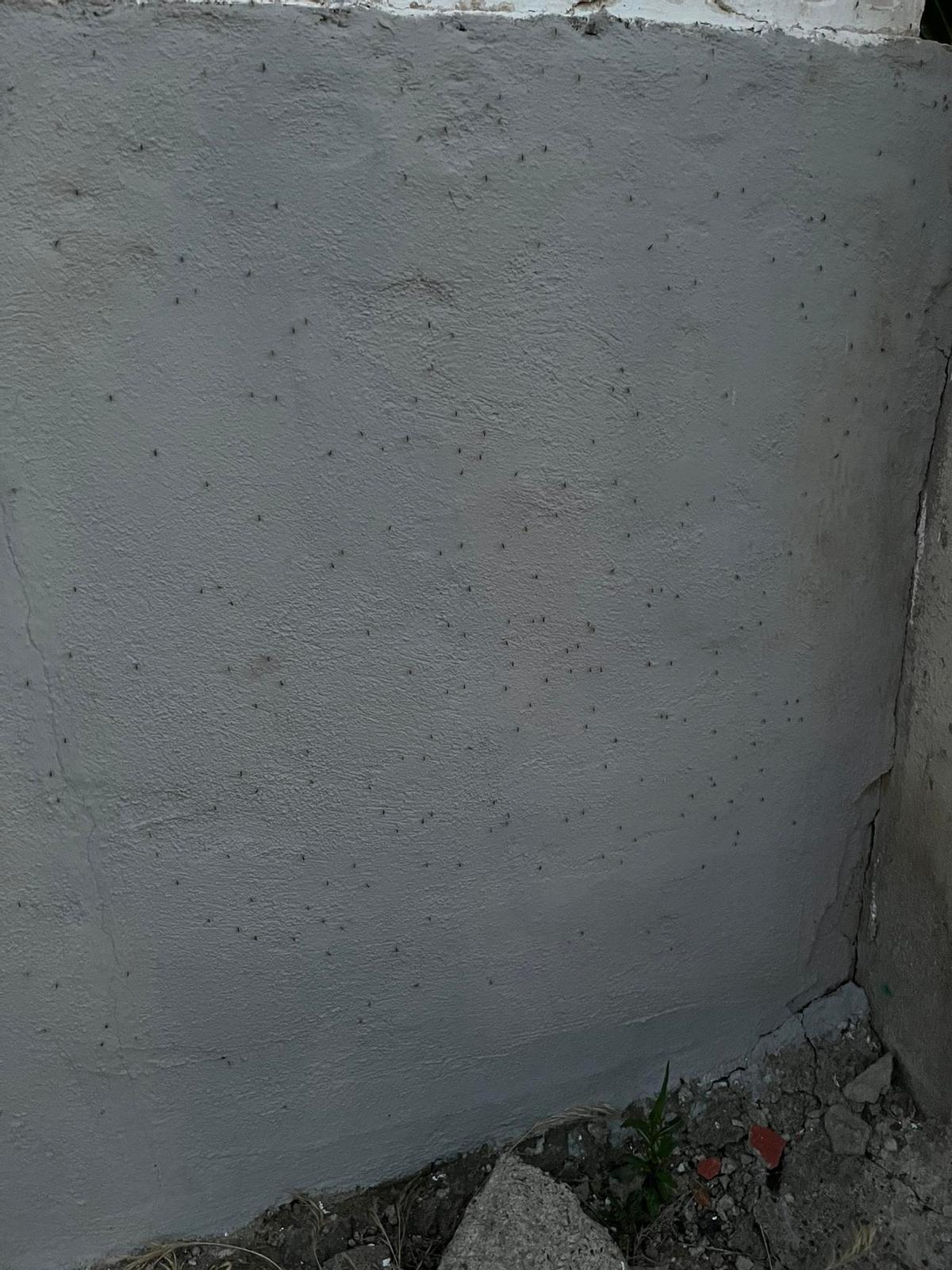 Denuncia de un lector mostrando la plaga de mosquitos en su casa