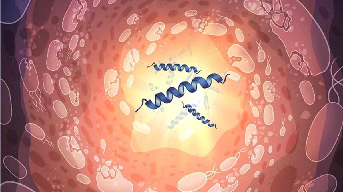 Una recreación artística de los péptidos rompiendo las membranas de las bacterias a su alrededor.
