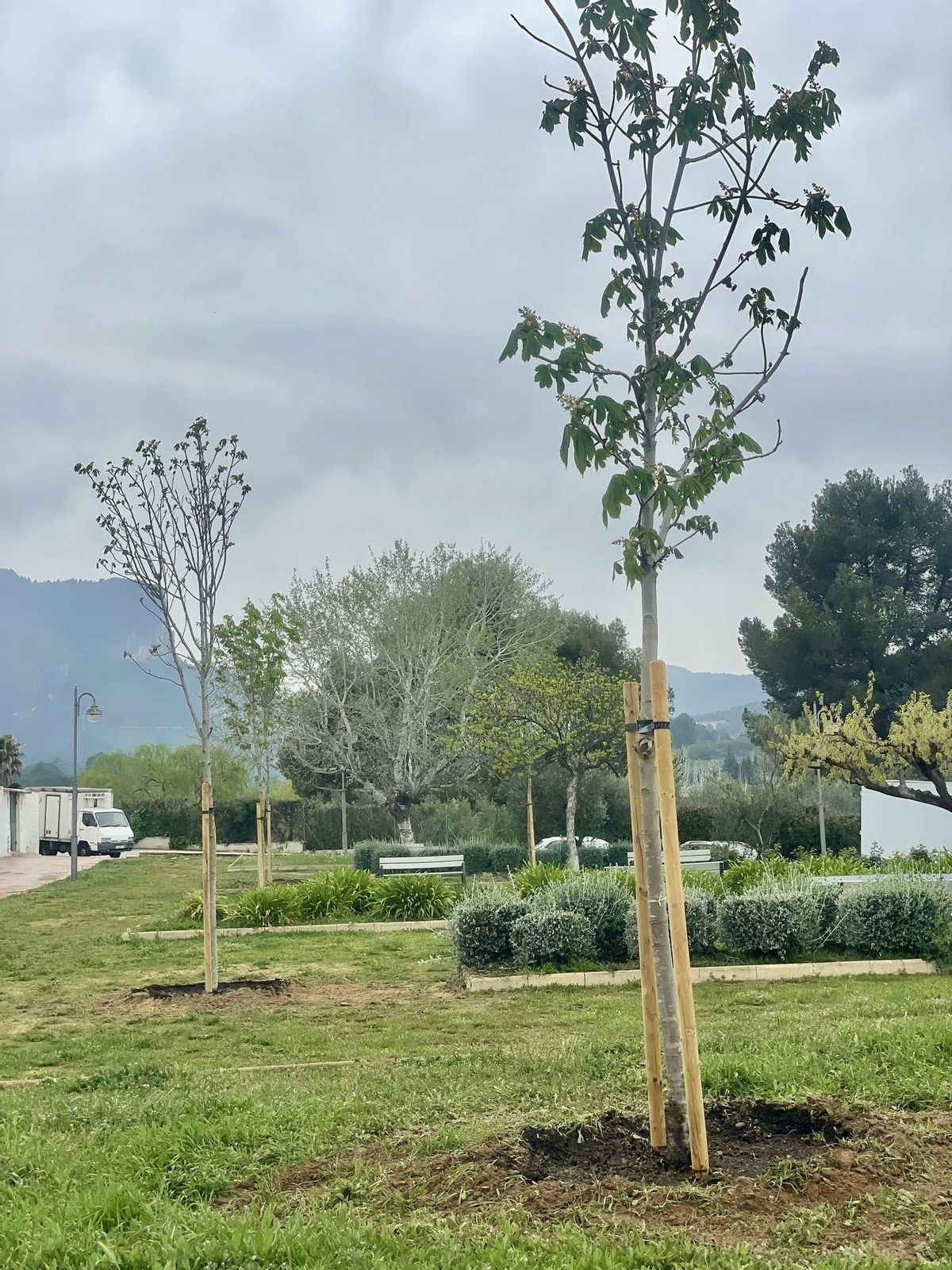 Los árboles recién plantados gracias a este vecino