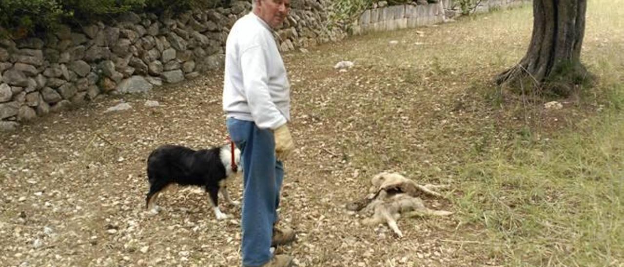 Jeroni Andreu, junto a una de sus ovejas muertas.