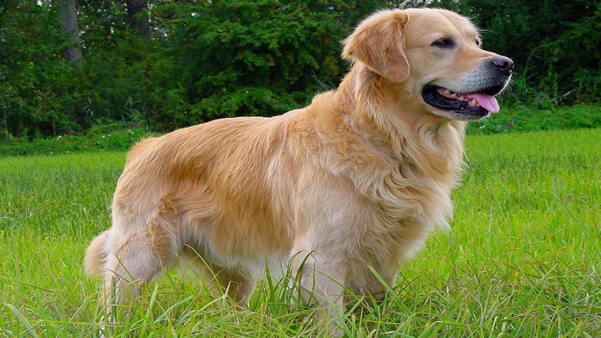 Golden retriever